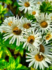 Obraz premium Bar Harbor, Maine, USA