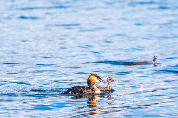 The waterfowl bird, great crested grebe with chick, swimming in the lake.