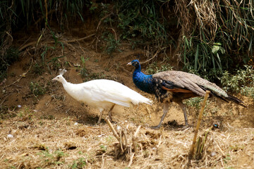 Peafowl Walking on Grass While Looking for Food Over Nature Background