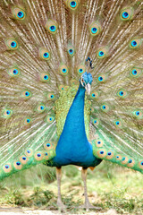 Obraz premium A peacock (pavo cristalus) showing its exquisite and vibrant plumage with detailed eye spots, highlighting the bird's natural beauty
