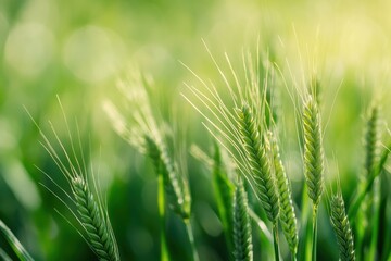 Close-up of green wheat stalks in a field.