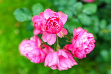 Red and white bicolored rose flowers with raindrops close-up on a green blurred background.