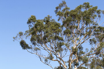 Close-up of leaves and branches on a Eucalyptus tree with a clear blue sky background