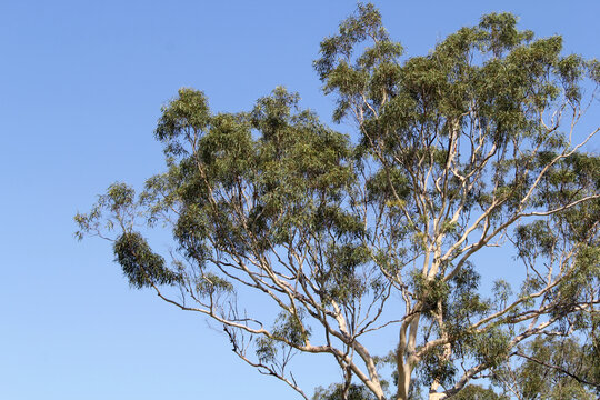 Close-up of leaves and branches on a Eucalyptus tree with a clear blue sky background - Powered by Adobe