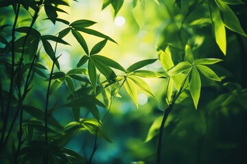 Obraz premium Lush green foliage with blurred sunlight shining through the leaves.