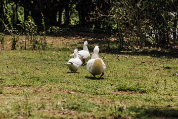 Grupo de 3 patos blancos alejándose juntos, en el campo.