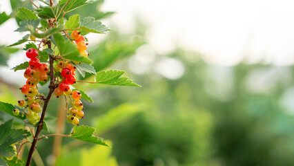 Red currant berries grow in sunny garden. Red currants plantation in summer field. Red currant berries in sunny garden. Place for text.