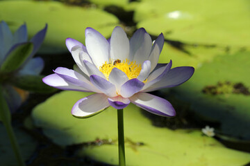 Obraz premium Beautiful purple lotus water lily flower in full bloom in a pond