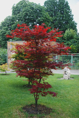 Red decorative maple in the botanical garden.