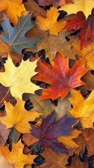 Fototapeta premium A vibrant assortment of autumn leaves in various colors scattered on the ground.