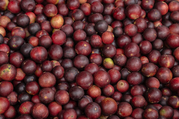 CAMU CAMU, AMAZONIAN FRUIT THAT GROWS ON THE BANKS OF RIVERS, DELICIOUS RED FRUIT KNOWN AS CAMU...