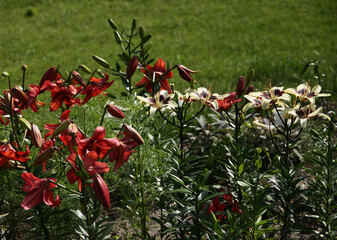 Beautiful red decorative lilies in a botanical garden.
