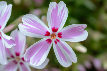 close up of pink and white flower