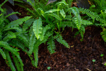 Leaf, Backgrounds, Rainforest, Tropical Climate, Plant