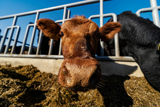 Close up of curious cow trying to reach towards camera at cow's ranch.