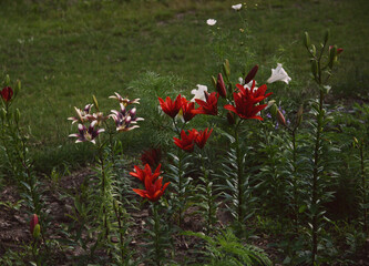 Beautiful red decorative lilies in a botanical garden.