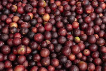 CAMU CAMU, AMAZONIAN FRUIT THAT GROWS ON THE BANKS OF RIVERS, DELICIOUS RED FRUIT KNOWN AS CAMU CAMU, DELICIOUS IN ICE CREAMS AND DESSERTS