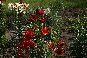 Beautiful red decorative lilies in a botanical garden.