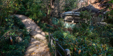 A Footpath in the Forest