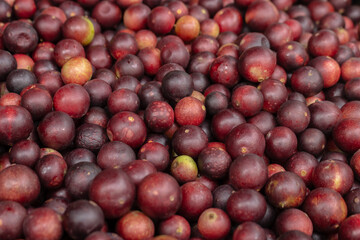 CAMU CAMU, AMAZONIAN FRUIT THAT GROWS ON THE BANKS OF RIVERS, DELICIOUS RED FRUIT KNOWN AS CAMU CAMU, DELICIOUS IN ICE CREAMS AND DESSERTS