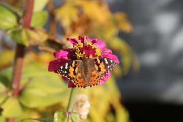 butterfly on the zinnia