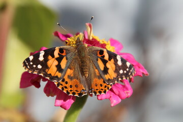 Autumn Butterfly
