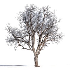 Eastern Cottonwood isolated on white background, close up