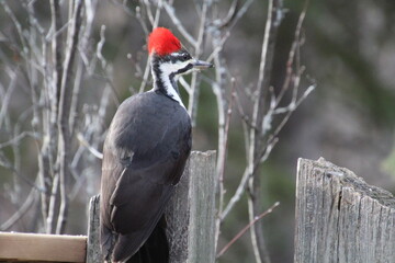 Pileated Woodpecker On The Post