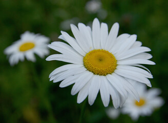 White daisy in the garden