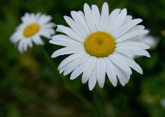 White daisy in the garden