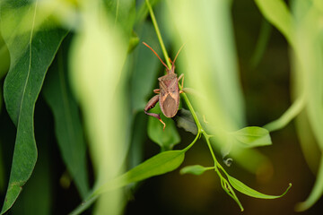 The Eucalyptus Tip-wilter Bug is a common insect found in Australia, particularly in areas with eucalyptus trees.