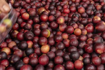 CAMU CAMU, AMAZONIAN FRUIT THAT GROWS ON THE BANKS OF RIVERS, DELICIOUS RED FRUIT KNOWN AS CAMU...