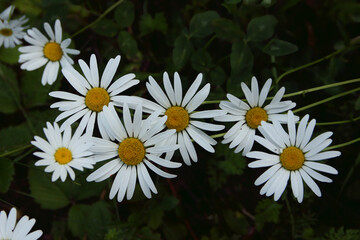 White daisy in the garden
