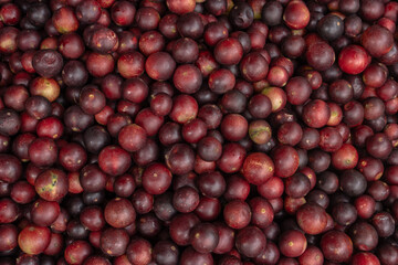 CAMU CAMU, AMAZONIAN FRUIT THAT GROWS ON THE BANKS OF RIVERS, DELICIOUS RED FRUIT KNOWN AS CAMU CAMU, DELICIOUS IN ICE CREAMS AND DESSERTS