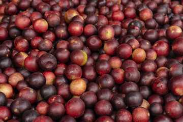 CAMU CAMU, AMAZONIAN FRUIT THAT GROWS ON THE BANKS OF RIVERS, DELICIOUS RED FRUIT KNOWN AS CAMU...