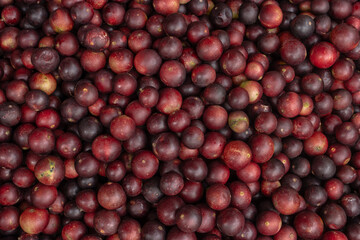 CAMU CAMU, AMAZONIAN FRUIT THAT GROWS ON THE BANKS OF RIVERS, DELICIOUS RED FRUIT KNOWN AS CAMU CAMU, DELICIOUS IN ICE CREAMS AND DESSERTS