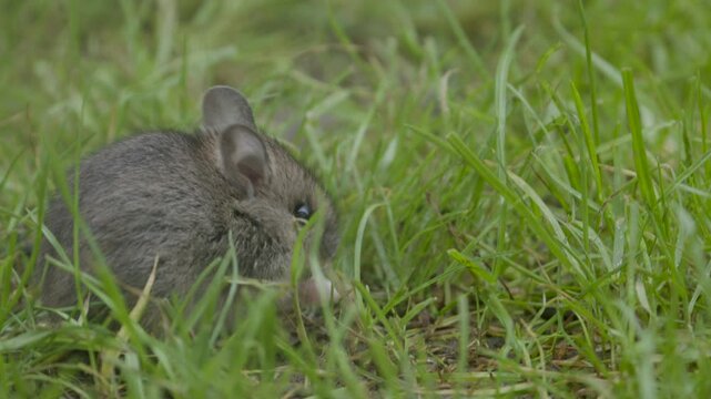 Bavarian Field Mouse sitting on the lawn and eating grass.