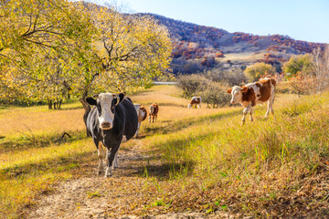 Cows grazing in meadow. Beautiful grassland pasture nature landscape in autumn.