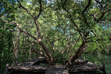 Mangrove trees in the mangrove forest