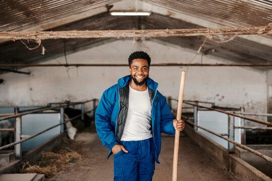 Portrait of a black smiling barn worker posing with pitchfork in stable with cows.