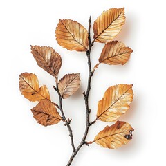 Obraz premium Fagus sylvatica isolated on white background, close up