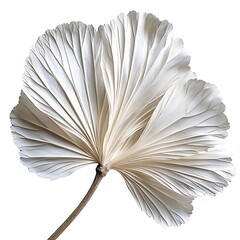 Fan Flower isolated on white background, close up
