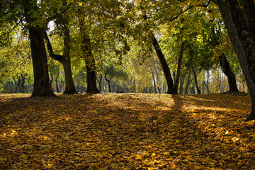 Autumn forest with sunlight streaming through trees, casting shadows on a blanket of golden leaves