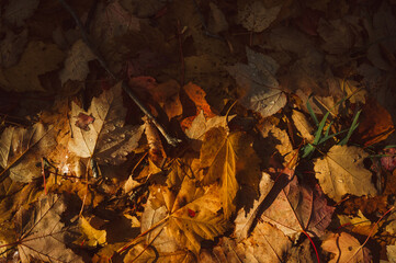 autumn leaves on fire