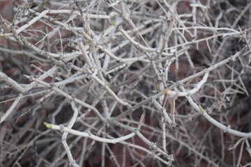 Textura de ramas secas
