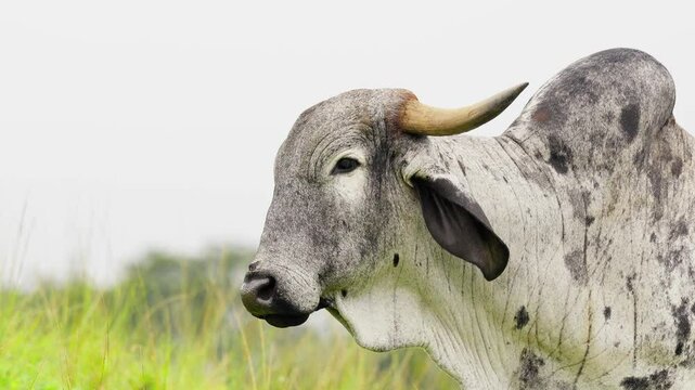 video of a bull grazing in the paddock