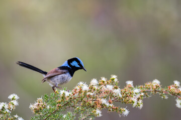 Superb fairy-wren
