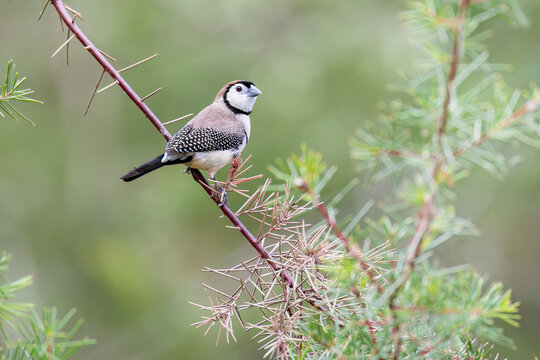 Double-barred Finch