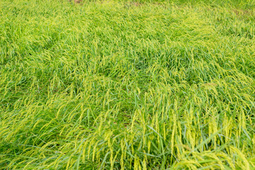 Jasmine Rice Thailand