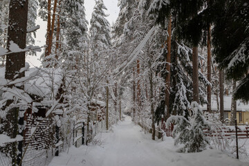 Snowy forest path between tall pine trees heavily covered in snow. Serene and peaceful winter scene. Untouched snow and towering trees evoke a sense of calm and natural beauty. Winter wonderland